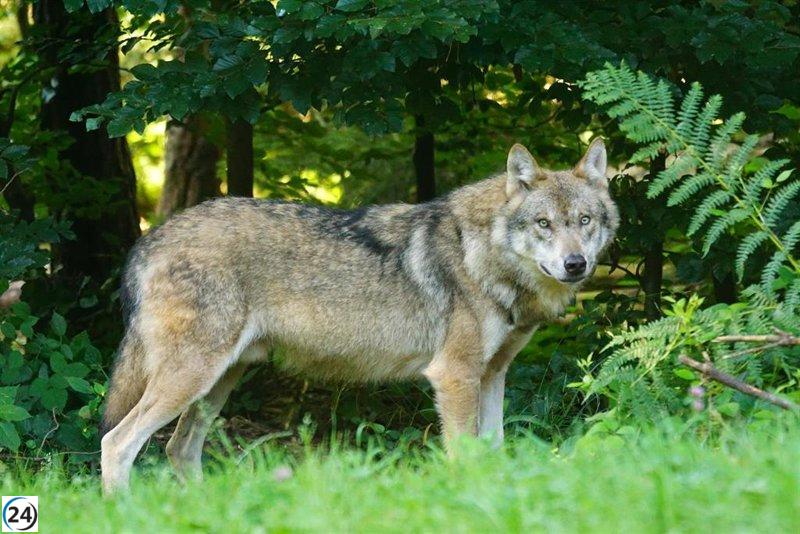 Ganaderos solicitan a MITECO un dictamen ágil y positivo sobre la extracción de dos lobos en Cantabria.