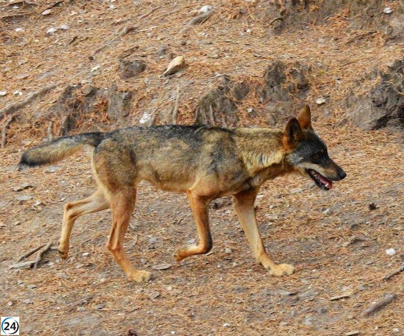 Cantabria comienza la caza de lobos en Campoo y Polaciones.