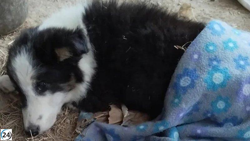 Urgente: Protectora en Cantabria lanza campaña para rescatar a cachorro atropellado en Buelna.