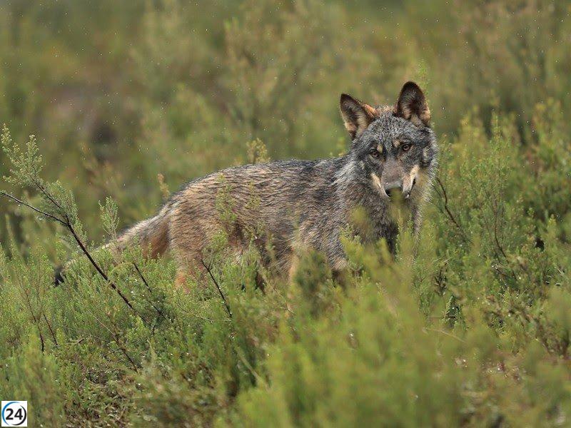 Cantabria insta al Gobierno de Sánchez a considerar las recomendaciones de la Eurocámara sobre el lobo.