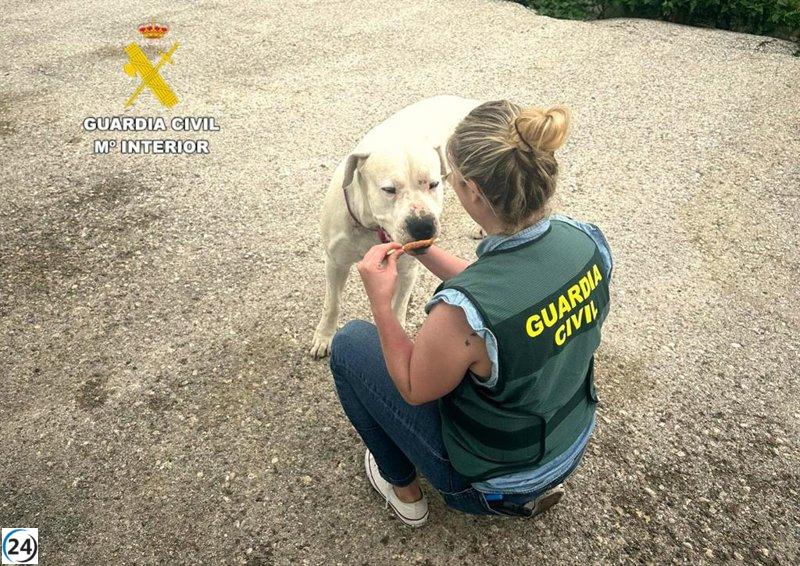 Sujeto bajo investigación tras viralizarse video de agresión a su perro.
