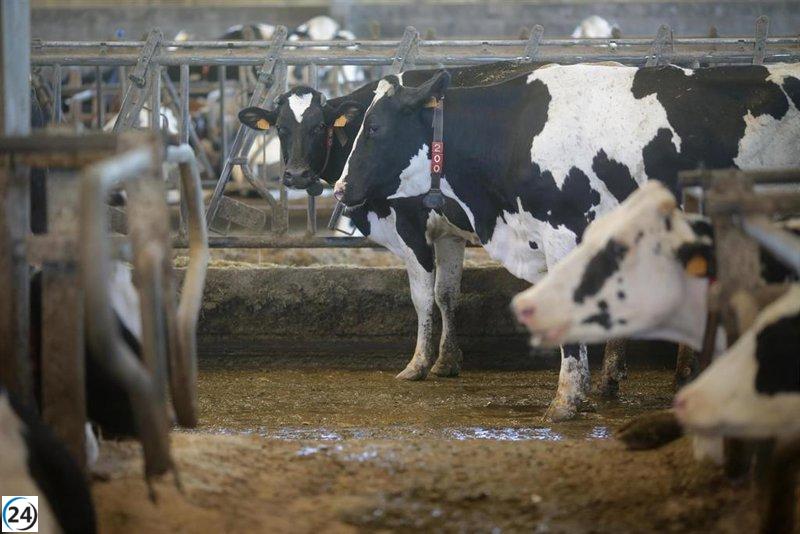 Cantabria sufre la desaparición de 400 granjas lecheras en seis años.