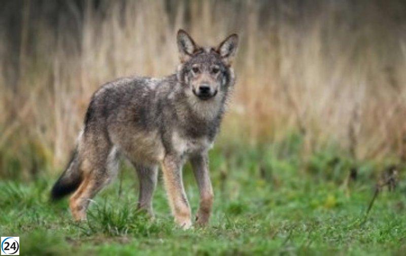 Impugnan el plan de manejo del lobo en Cantabria y solicitan frenar las capturas.