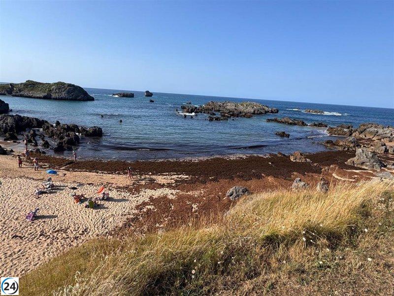 El Parlamento urge al Gobierno español a actuar contra el alga asiática.