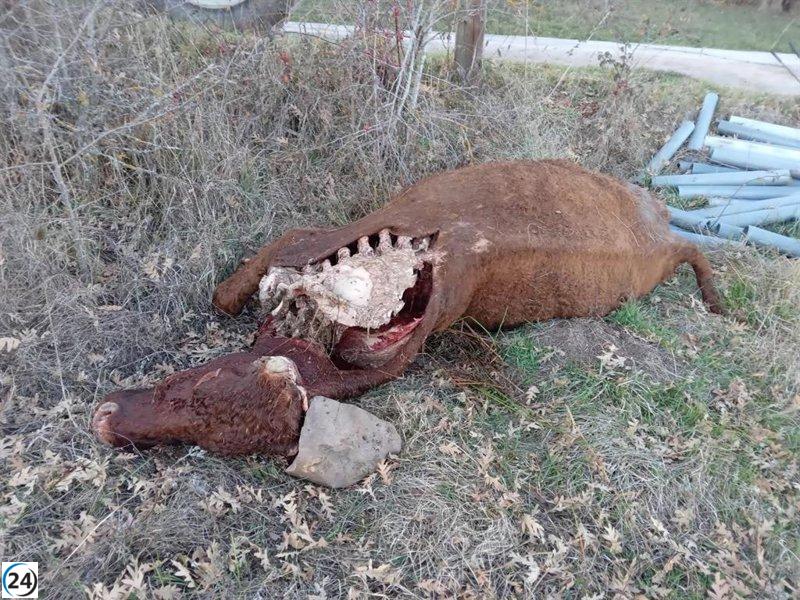 Cantabria reporta más de 2.300 ataques de lobos y casi 2.400 animales fallecidos hasta septiembre.
