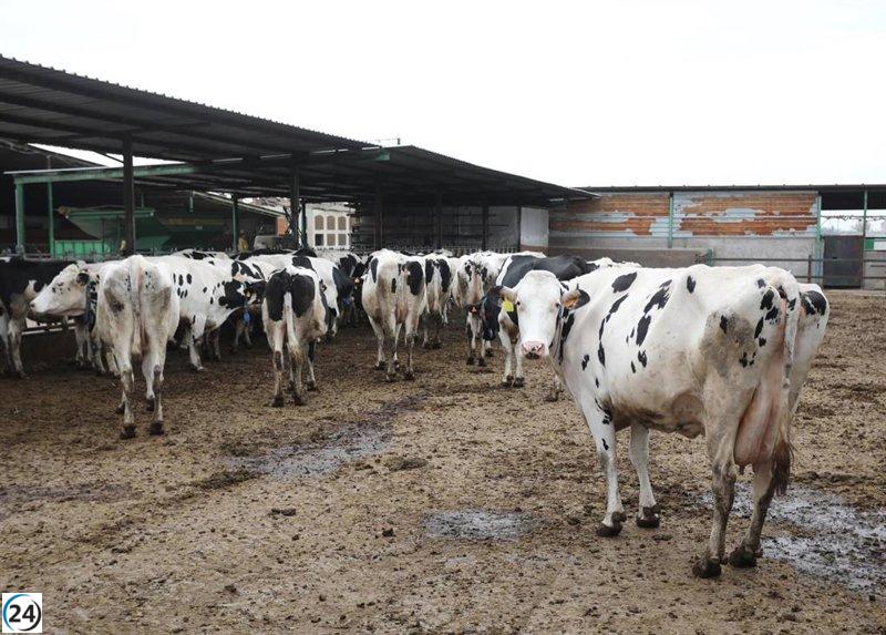 Ganaderías cántabras afectadas por Dermatosis Nodular no competirán hasta el 20.