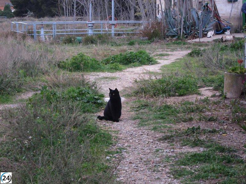 DEAN alerta sobre sospechas de envenenamiento de felinos en Mazcuerras.