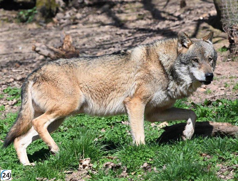 Cantabria compensará a 858 ganaderos en zonas con lobos por servicios ambientales.