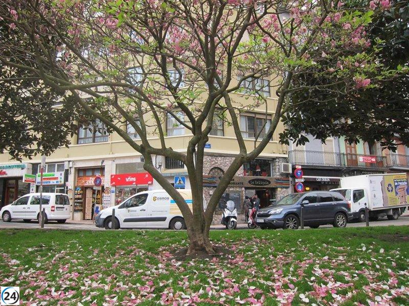 Santander arranca la campaña anual de poda de árboles este lunes.
