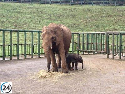 Cabárceno afianza su liderazgo en reproducción de elefante africano con el nacimiento de su 23º ejemplar