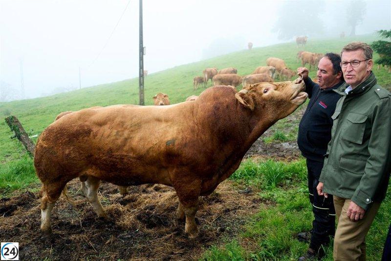 Feijóo propone medidas para respaldar la economía rural: retirar al lobo del LESPRE y reducir el IVA de la carne.