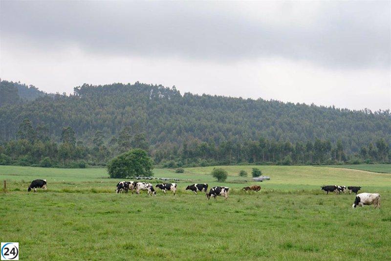 Llamado a la precaución de los ganaderos de Cantabria por brote de enfermedad hemorrágica en España