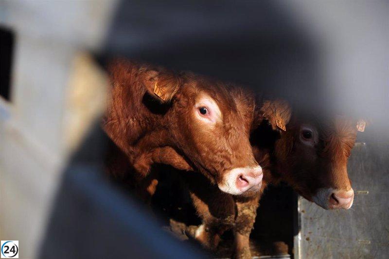 Nuevos casos de enfermedad hemorrágica epizoótica encontrados en ganado en Cantabria.
