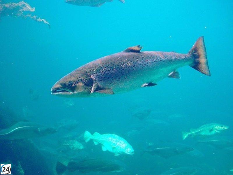Liberada la temporada de pesca de salmón y trucha en ríos cántabros a partir del 31 de marzo