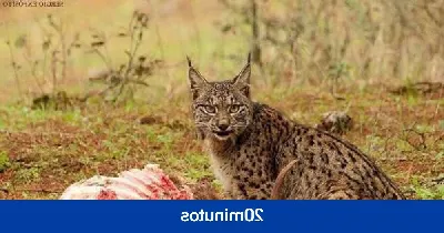 Los planes de protección de fauna y flora amenazada en Cantabria