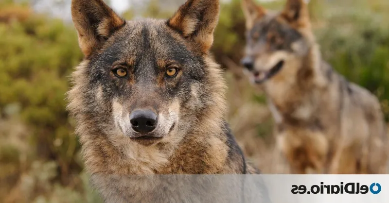 La crisis ambiental del lobo en Cantabria