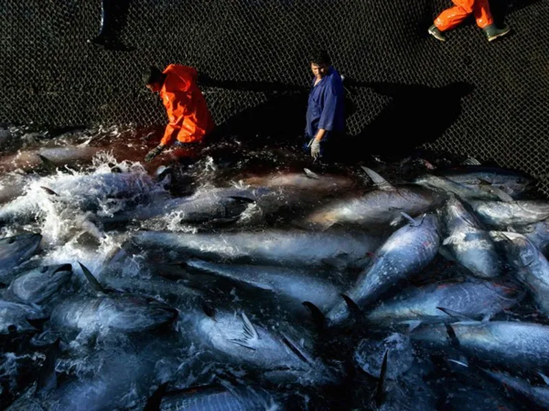 Las consecuencias de la sobrepesca en Cantabria