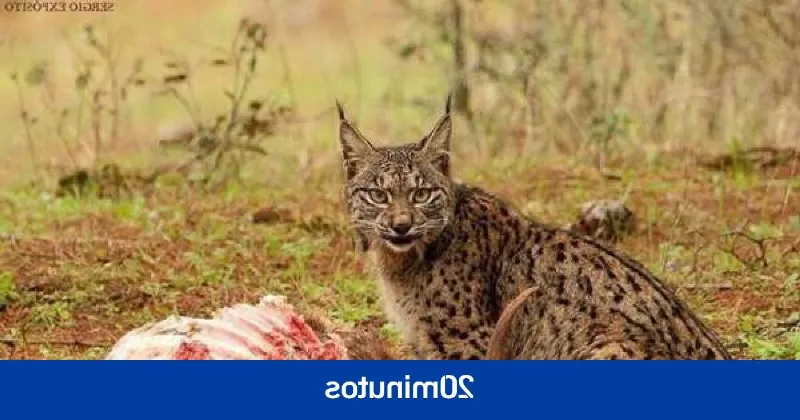 Los planes de protección de fauna y flora amenazada en Cantabria