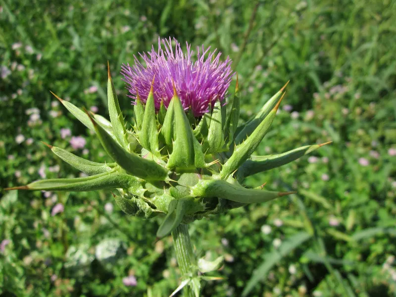 Las mejores plantas medicinales autóctonas de Cantabria